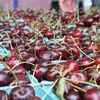 Market Fresh: Cooking With Cherries
